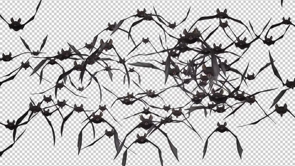 Bat Swarm Flying Loop Front Screen Videohive 18155285 Motion Graphics Image 5