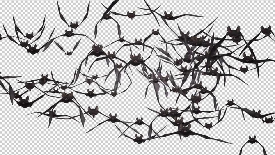 Bat Swarm Flying Loop Front Screen Videohive 18155285 Motion Graphics Image 6