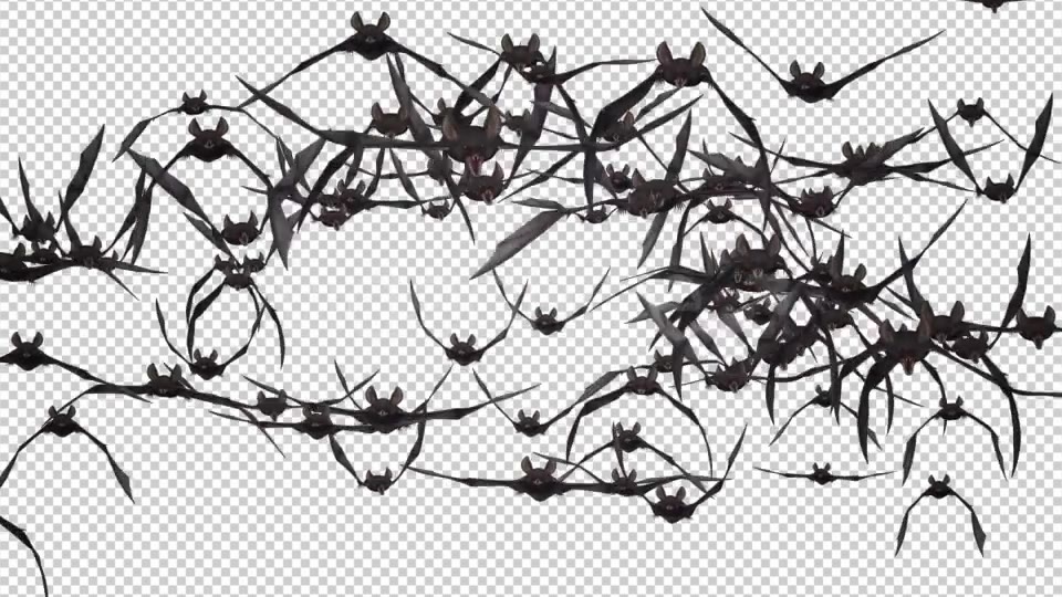 Bat Swarm Flying Loop Front Screen Videohive 18155285 Motion Graphics Image 7