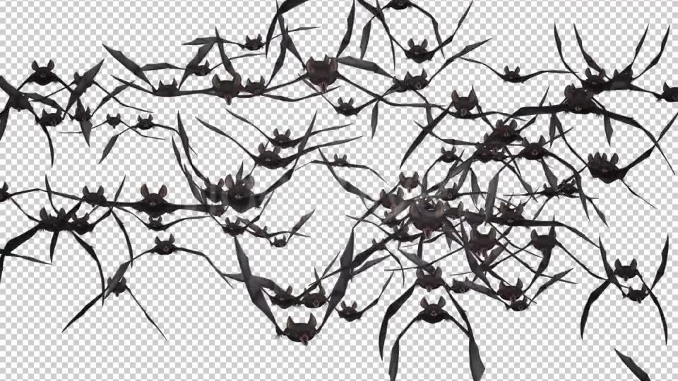 Bat Swarm Flying Loop Front Screen Videohive 18155285 Motion Graphics Image 8