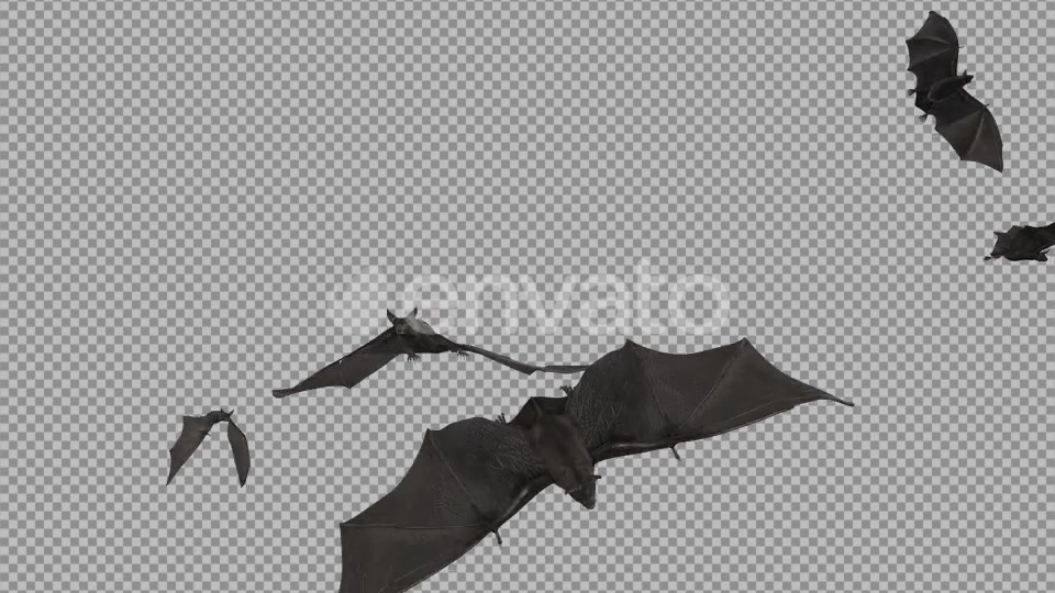 Bat Swarm Transition Videohive 22177245 Motion Graphics Image 5