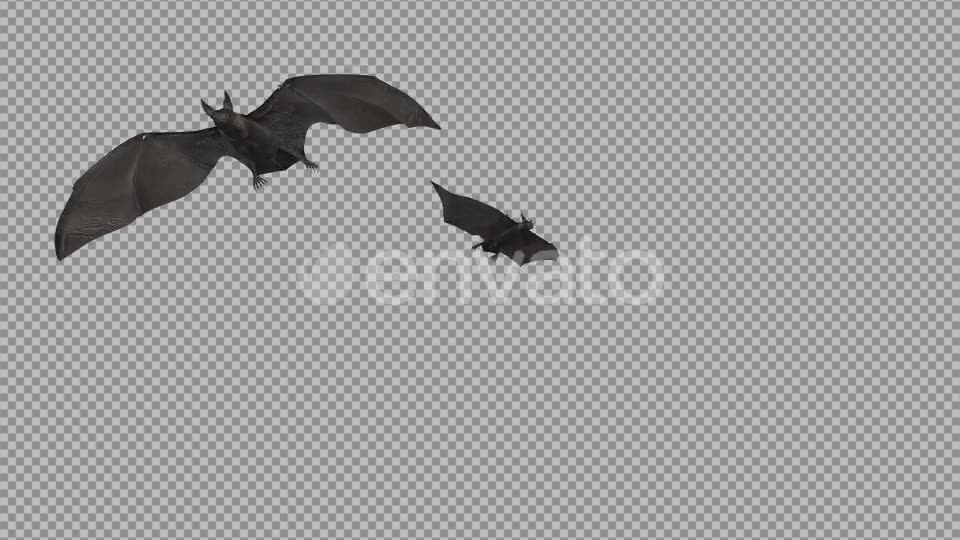 Bat Swarm Transition 4K Videohive 22177263 Motion Graphics Image 6