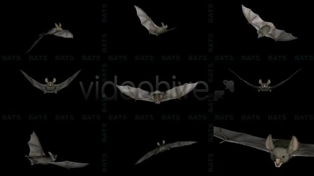 Bats Project Kit (9 Loops) Videohive 3289889 Motion Graphics Image 1