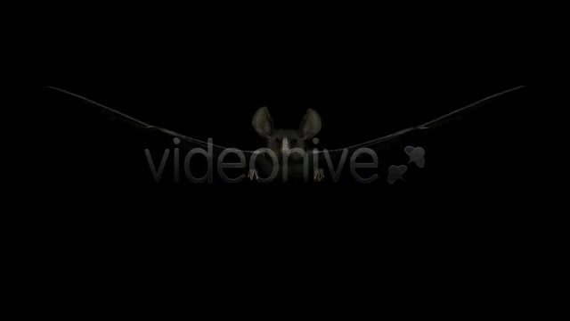 Bats Project Kit (9 Loops) Videohive 3289889 Motion Graphics Image 10