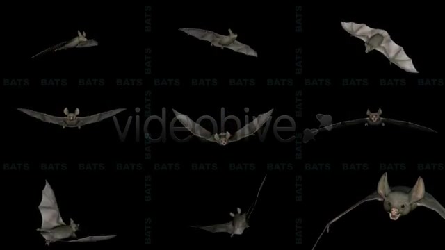 Bats Project Kit (9 Loops) Videohive 3289889 Motion Graphics Image 2
