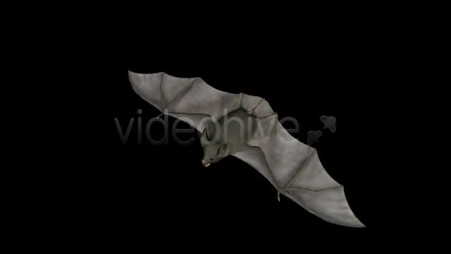 Bats Project Kit (9 Loops) Videohive 3289889 Motion Graphics Image 3