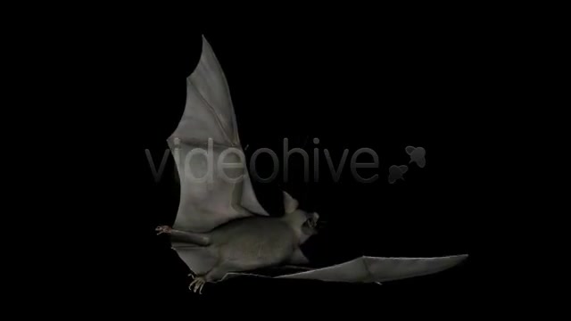 Bats Project Kit (9 Loops) Videohive 3289889 Motion Graphics Image 4