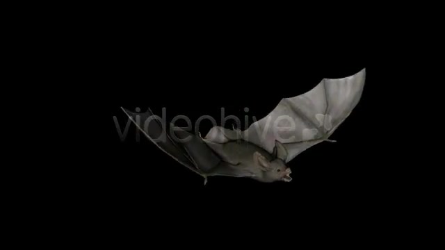 Bats Project Kit (9 Loops) Videohive 3289889 Motion Graphics Image 5