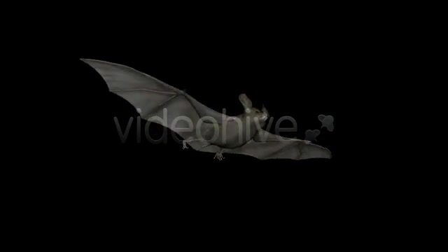 Bats Project Kit (9 Loops) Videohive 3289889 Motion Graphics Image 7