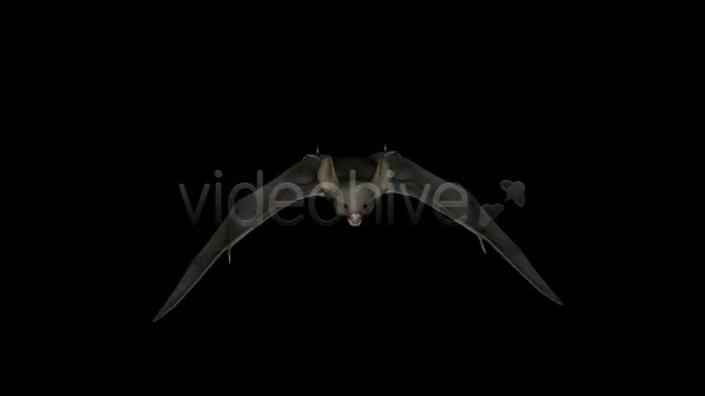Bats Project Kit (9 Loops) Videohive 3289889 Motion Graphics Image 8