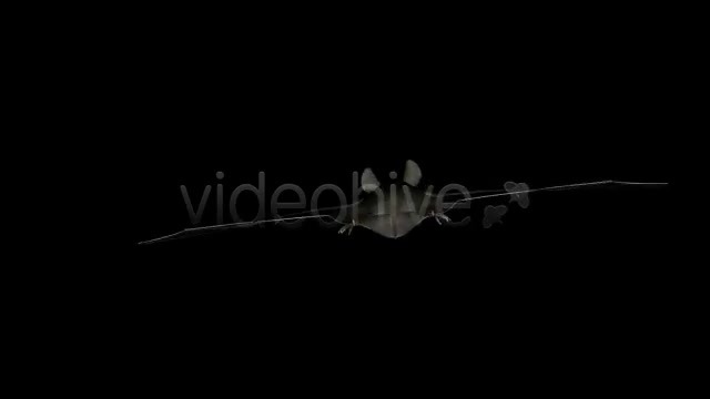 Bats Project Kit (9 Loops) Videohive 3289889 Motion Graphics Image 9