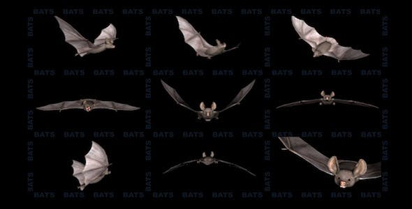 Bats Project Kit (9 Loops) - Videohive 3289889 Download
