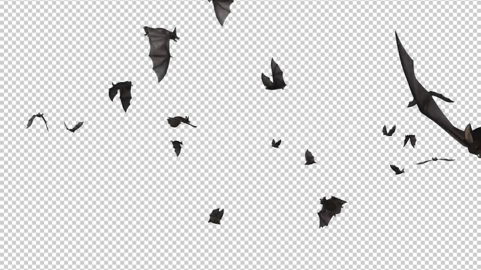 Bats Swarm Flying Around Loop Videohive 20771594 Motion Graphics Image 5