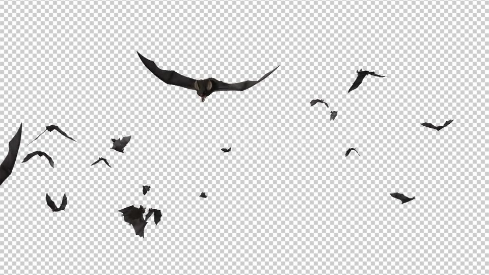 Bats Swarm Flying Around Loop Videohive 20771594 Motion Graphics Image 6
