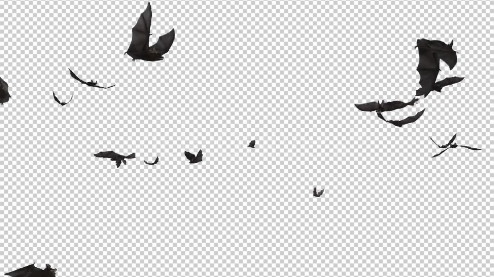 Bats Swarm Flying Around Loop Videohive 20771594 Motion Graphics Image 7