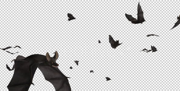 Bats Swarm Flying Around Loop - 20771594 Download Videohive