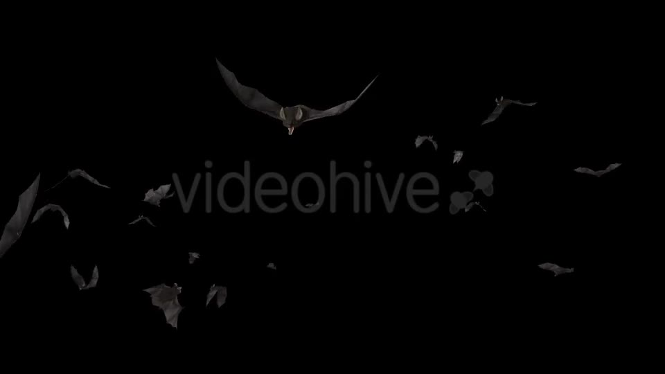 Bats Swarm Flying Around Loop 4K Videohive 20771598 Motion Graphics Image 1