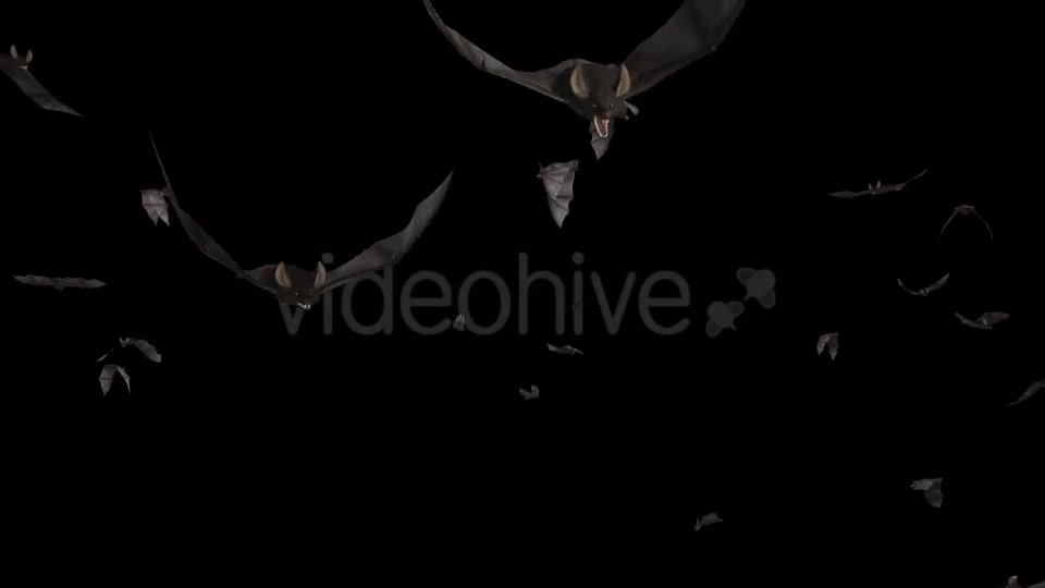 Bats Swarm Flying Around Loop 4K Videohive 20771598 Motion Graphics Image 8