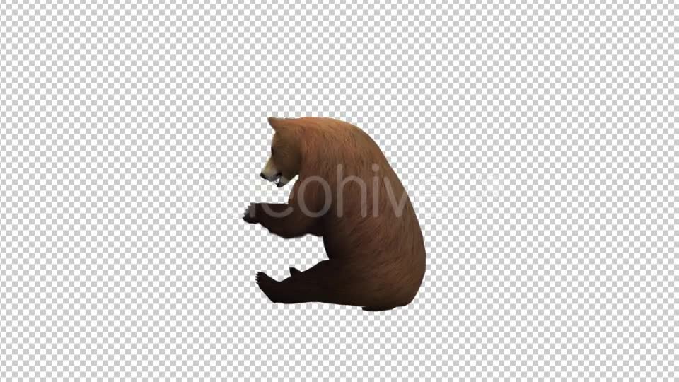Bear Eat Videohive 21174089 Motion Graphics Image 2