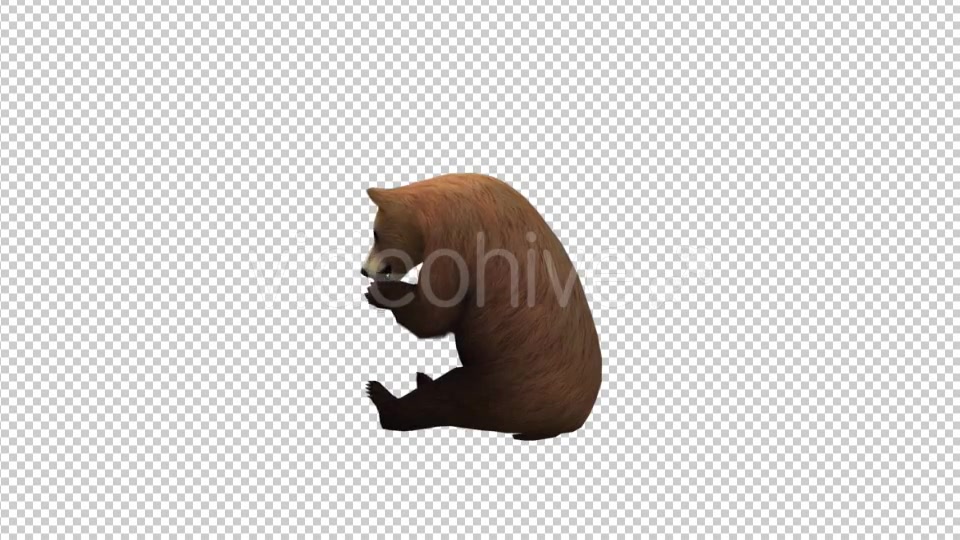 Bear Eat Videohive 21174089 Motion Graphics Image 3