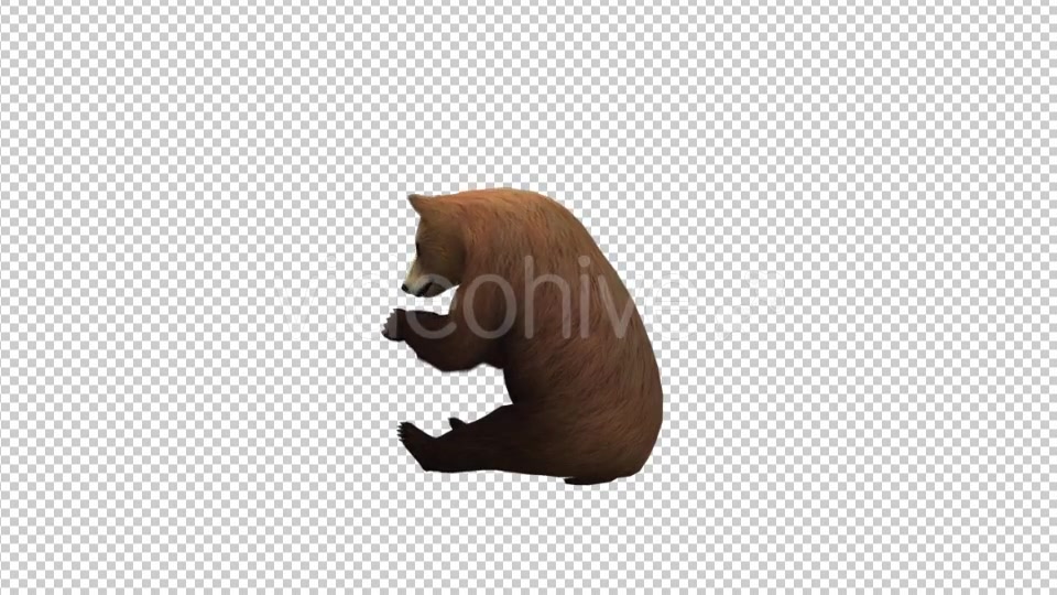 Bear Eat Videohive 21174089 Motion Graphics Image 4