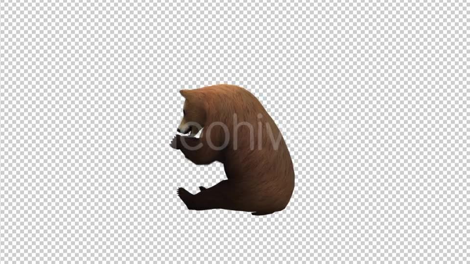 Bear Eat Videohive 21174089 Motion Graphics Image 6