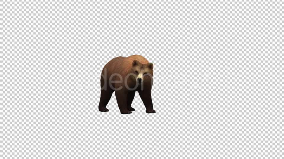 Bear Idle Videohive 21174359 Motion Graphics Image 1