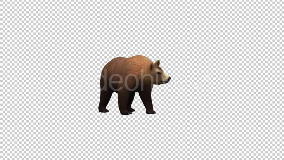 Bear Idle Videohive 21174359 Motion Graphics Image 3