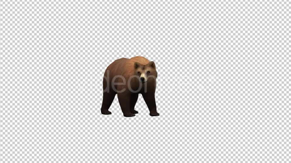Bear Idle Videohive 21174359 Motion Graphics Image 7