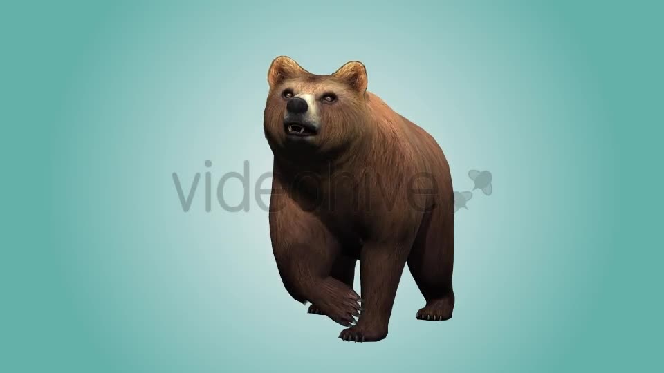 Bear Looking Around Videohive 19979066 Motion Graphics Image 10