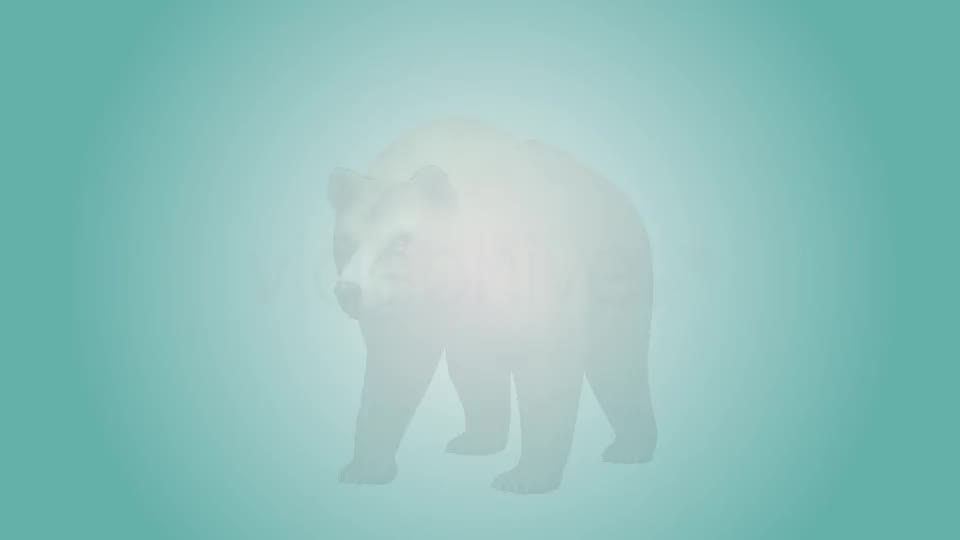 Bear Looking Around Videohive 19979066 Motion Graphics Image 2