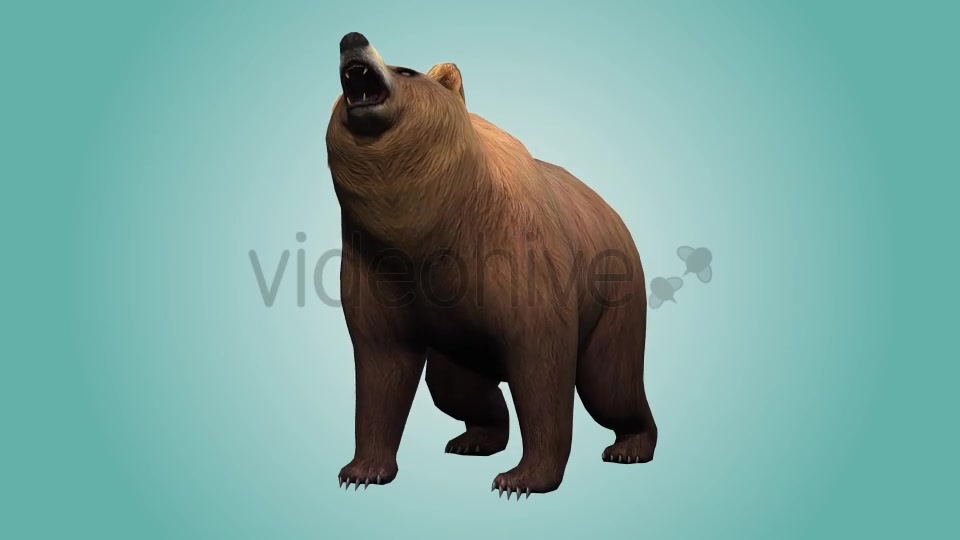 Bear Looking Around Videohive 19979066 Motion Graphics Image 3
