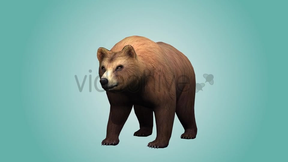 Bear Looking Around Videohive 19979066 Motion Graphics Image 4