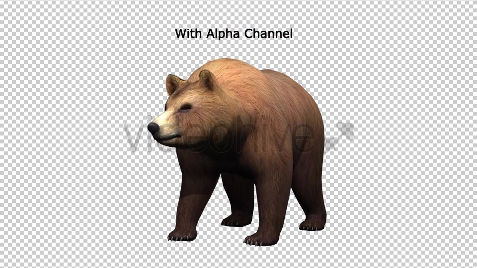 Bear Looking Around Videohive 19979066 Motion Graphics Image 6
