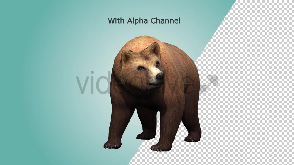 Bear Looking Around Videohive 19979066 Motion Graphics Image 7