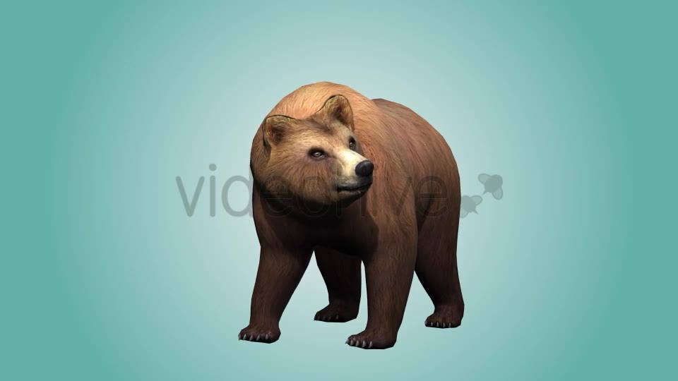 Bear Looking Around Videohive 19979066 Motion Graphics Image 8