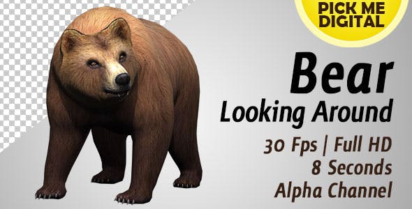 Bear Looking Around - Download 19979066 Videohive
