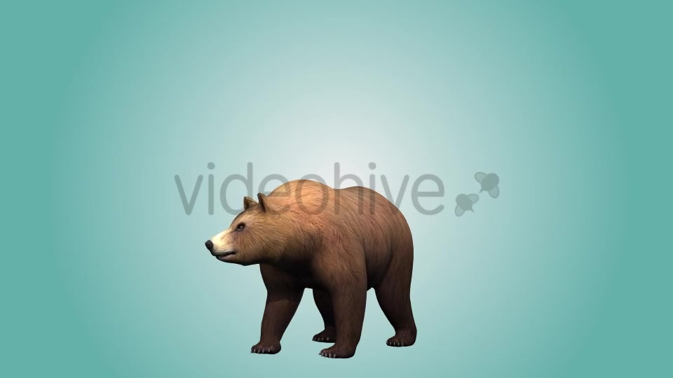Bear Standing Up 01 Videohive 19979167 Motion Graphics Image 2