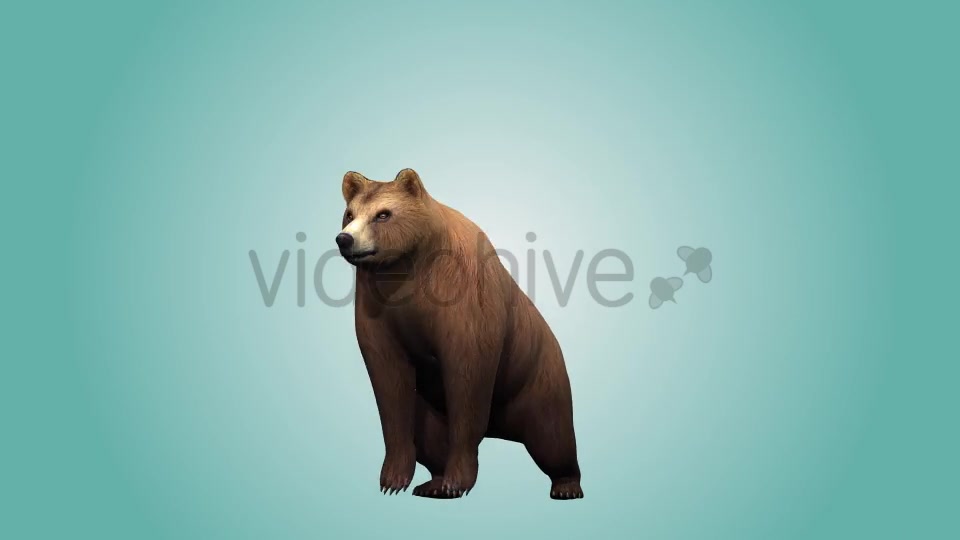 Bear Standing Up 01 Videohive 19979167 Motion Graphics Image 4