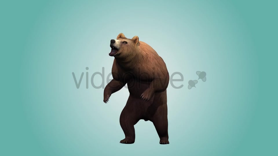 Bear Standing Up 01 Videohive 19979167 Motion Graphics Image 5