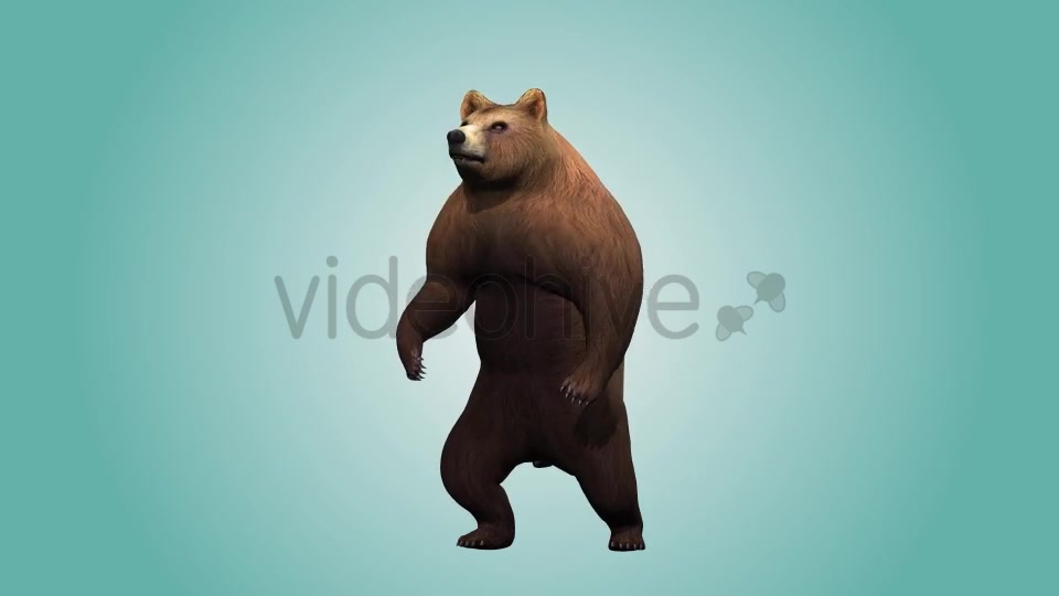 Bear Standing Up 01 Videohive 19979167 Motion Graphics Image 6