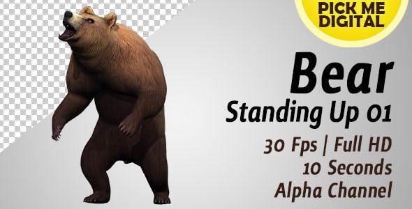 Bear Standing Up 01 - 19979167 Videohive Download