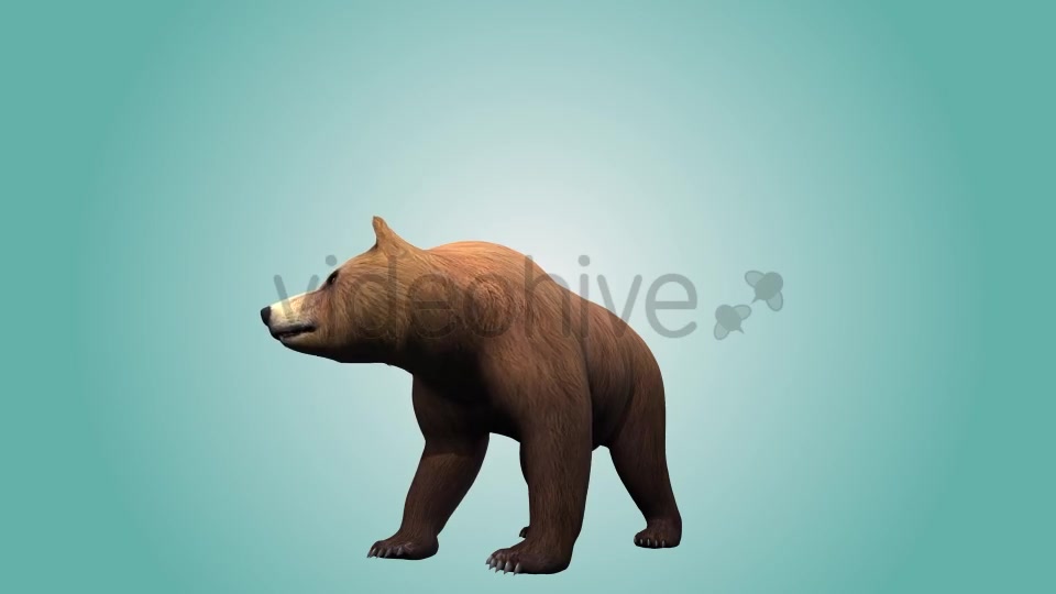 Bear Standing Up 02 Videohive 19979270 Motion Graphics Image 2