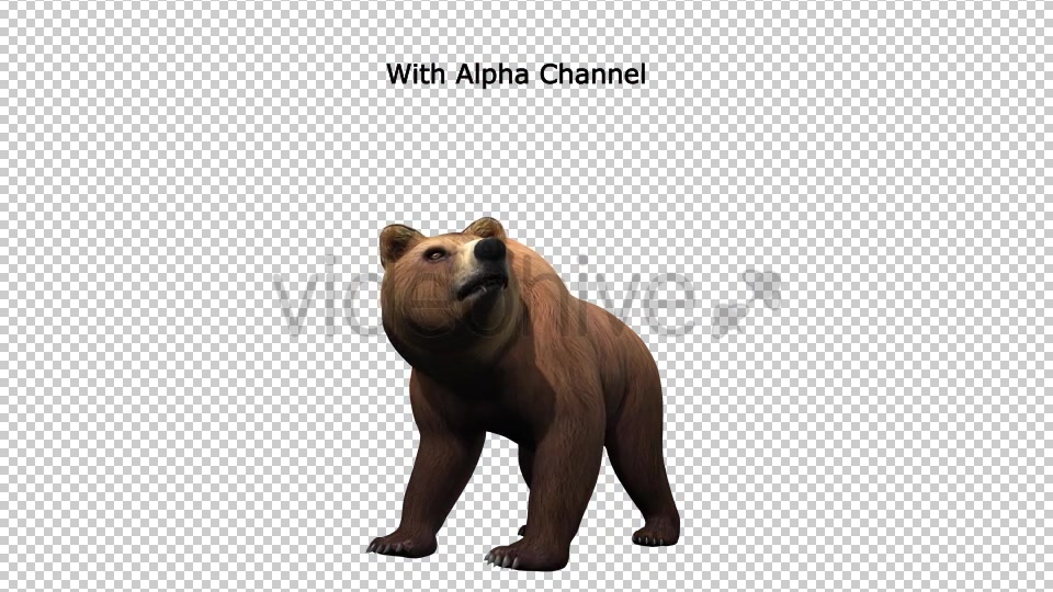 Bear Standing Up 02 Videohive 19979270 Motion Graphics Image 3