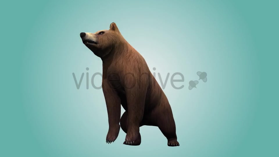 Bear Standing Up 02 Videohive 19979270 Motion Graphics Image 4