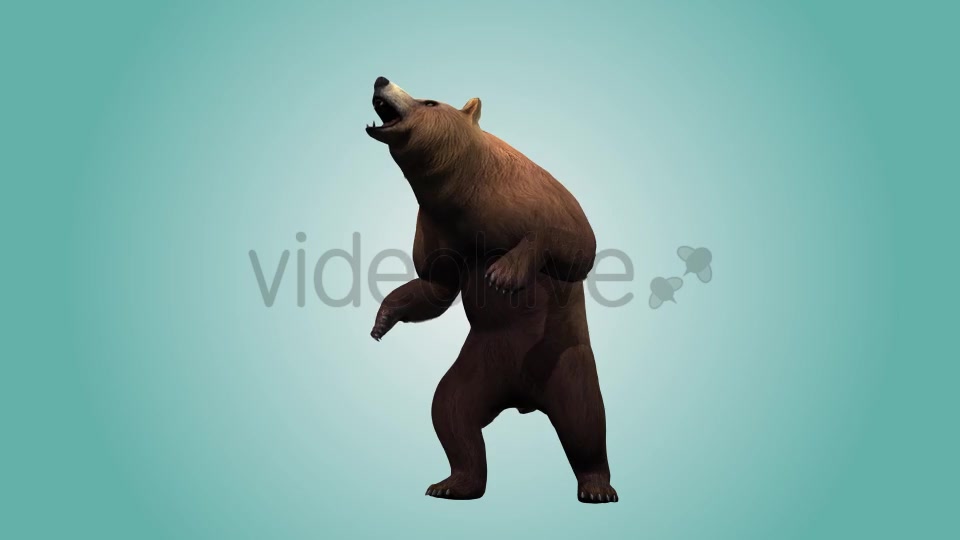 Bear Standing Up 02 Videohive 19979270 Motion Graphics Image 5