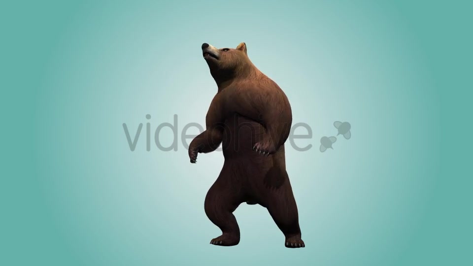 Bear Standing Up 02 Videohive 19979270 Motion Graphics Image 6