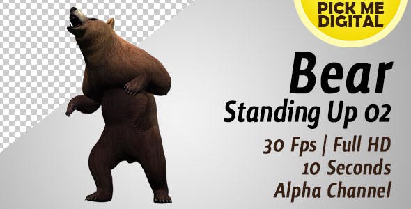 Bear Standing Up 02 - Videohive 19979270 Download