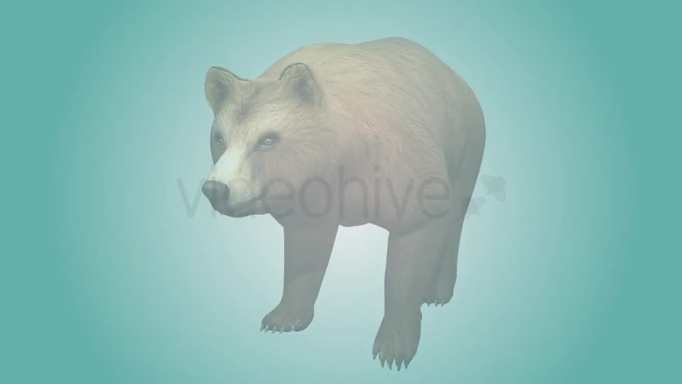 Bear Walking Loop 02 Videohive 19979601 Motion Graphics Image 2