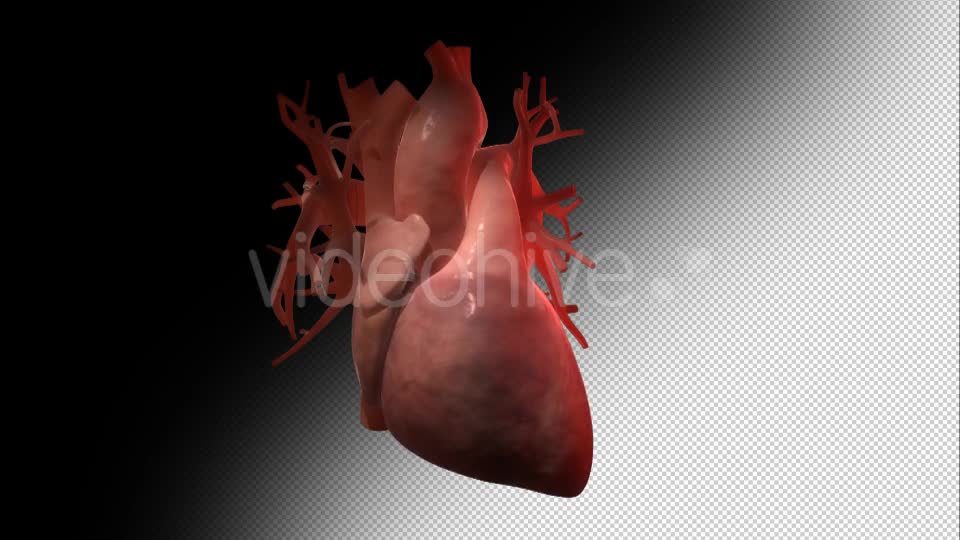 Beating Human Heart Increasing Heartbeat Videohive 10929702 Motion Graphics Image 1